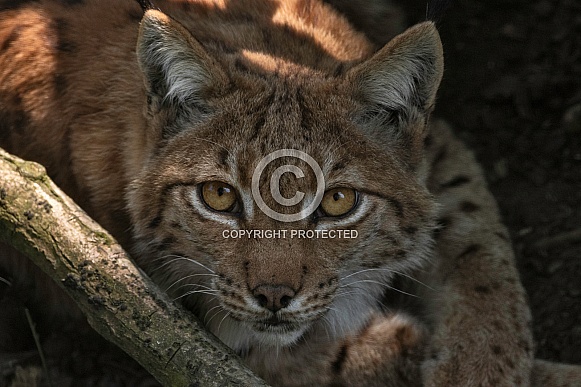 Eurasian Lynx Face Shot Close Up