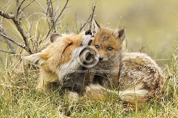 Mother’s love Mother’s love