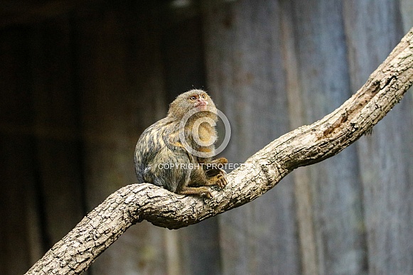 Pygmy Marmoset
