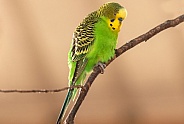 Budgie Full Body Perched On Twig