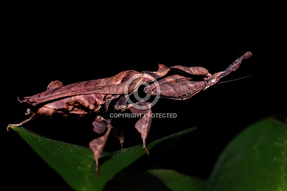 Ghost Mantis