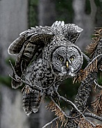 Great Grey Owl--Great Grey Staredown