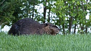 Beaver in nature