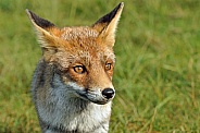 Red Fox (vulpesvulpes)