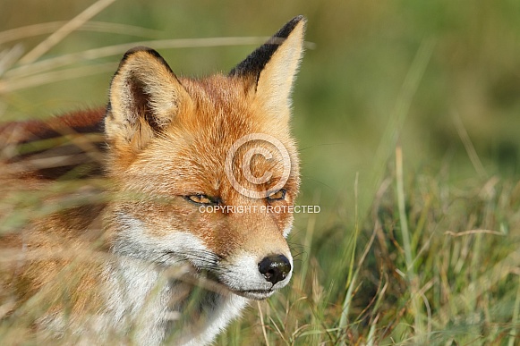 Red fox