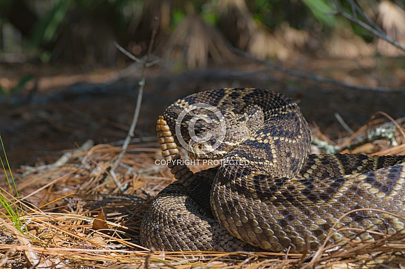 Large Eastern Diamondback rattlesnake - Crotalus Adamanteus - in natural north Florida Sandhill scrub habitat in patch of sun with shade background and blurred saw palmetto Large Eastern Diamondback rattlesnake - Crotalus Adamanteus - in natural north Florida Sandhill scrub habitat in patch of sun with shade background and blurred saw palmetto