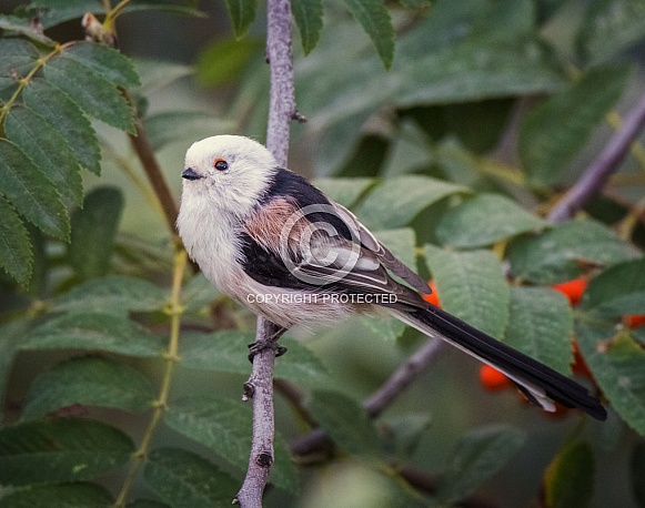Long-tailed tit
