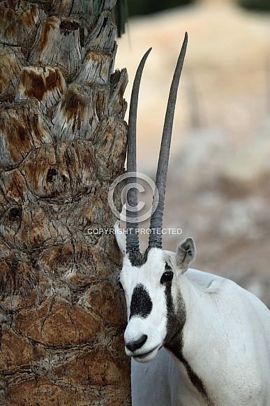 Arabian Oryx at Al Ain Zoo. UAE