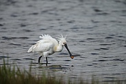 The Eurasian spoonbill