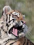 Amur Tiger