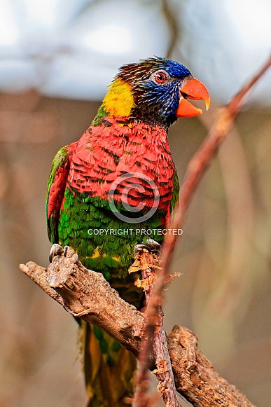 Rainbow Lorikeet
