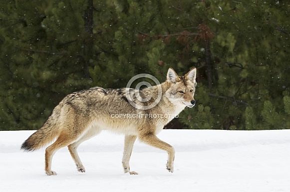 Coyote Trotting Coyote Trotting