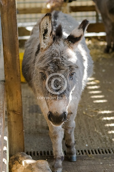 Miniature Donkey
