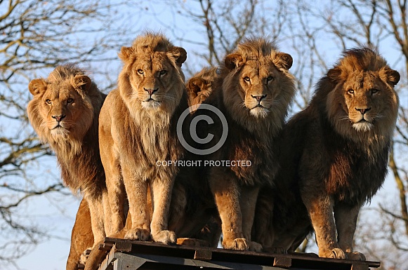 African lion brothers