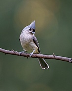 Tufted Titmouse