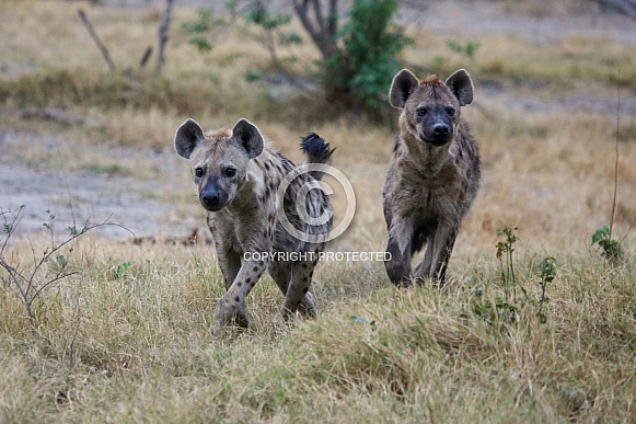 Hyena Hyena