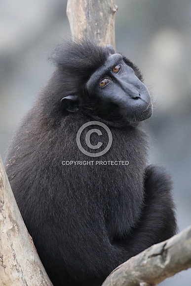 The Celebes crested macaque (Macaca nigra)