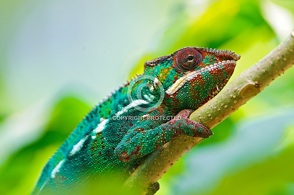 Chameleon Chameleon