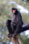 Red-faced spider monkey (Ateles paniscus)