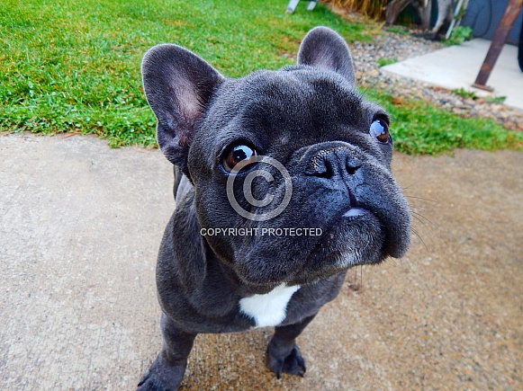 French Bull Dog