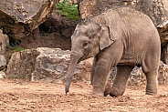 Asian Elephant Calf Full Body Walking