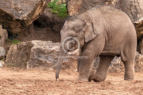 Asian Elephant Calf Full Body Walking