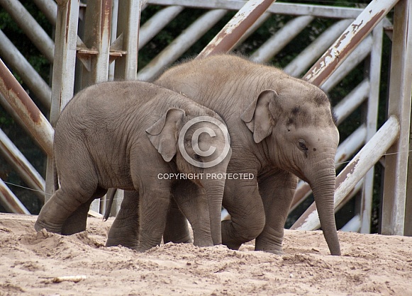 Elephant Calves Elephant Calves