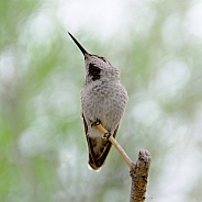 Hummingbird - Immature Costa's