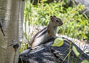 Golden-mantled Ground Squirrel