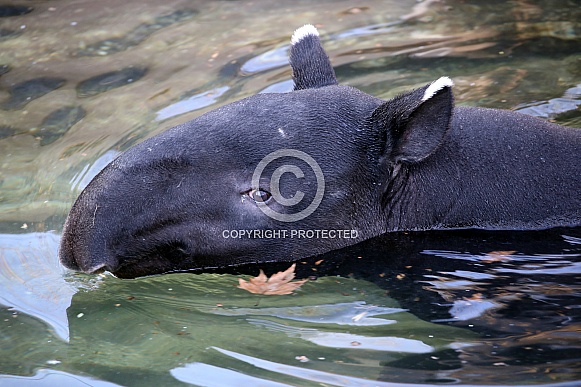 South American tapir (Tapirus terrestris)