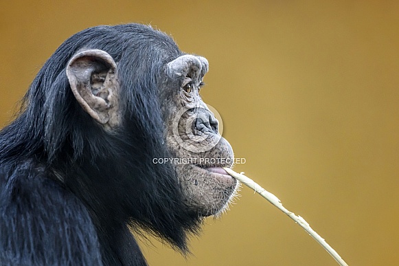 Chimpanzee