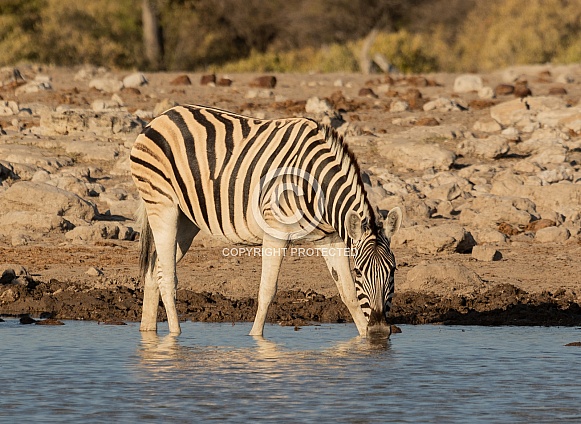 Zebra Zebra