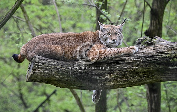Eurasian Lynx
