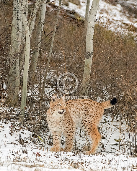 Siberian Lynx (Juvenile)