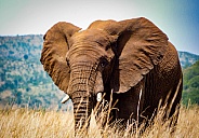 Majestic African Elephant