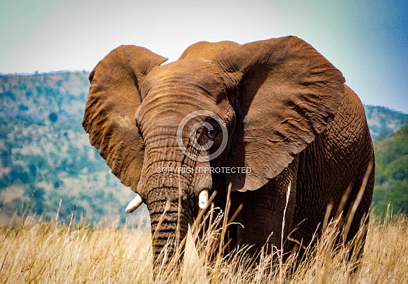 Majestic African Elephant