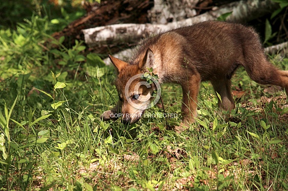 Wolf and Wolf Pups Wolf and Wolf Pups