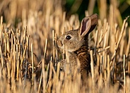 Young Rabbit (Kit)