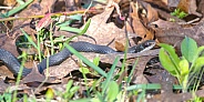 Wild southern black racer - Coluber constrictor priapus - slithering through leaves on the ground while searching for food in the garden.