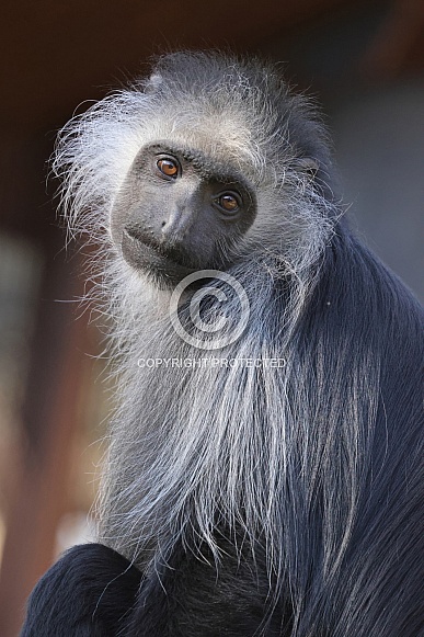 King Colobus (Colobus Polykomos)