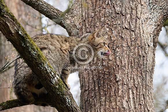 Wildcat in a tree