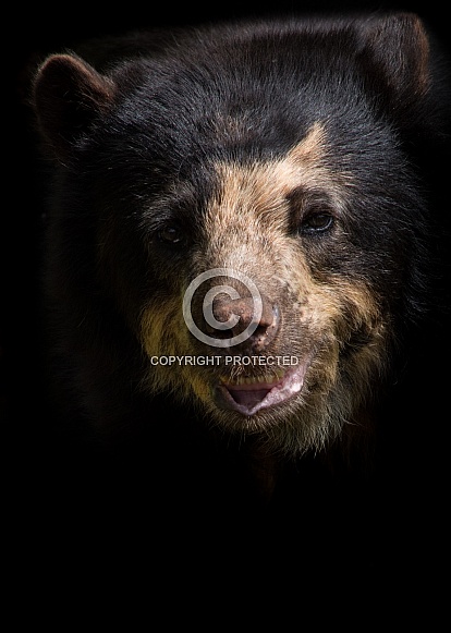 Spectacled Bear Spectacled Bear