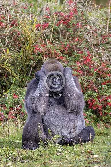 Western Lowland Gorilla (Gorilla Gorilla Gorilla) Western Lowland Gorilla (Gorilla Gorilla Gorilla)