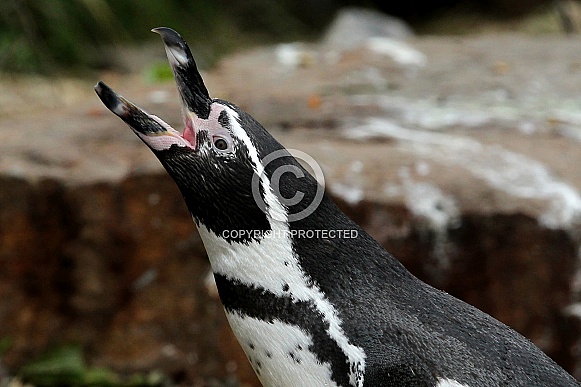 Humboldt penguin Humboldt penguin