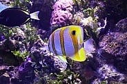 Copperbanded Butterfly fish