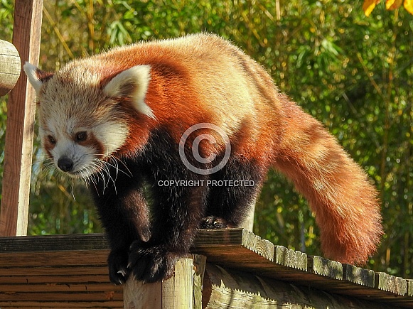Red Panda Red Panda