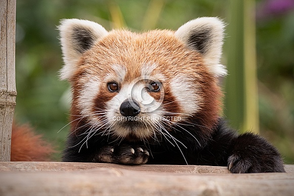 Red Panda Climbing Onto Platform Red Panda Climbing Onto Platform