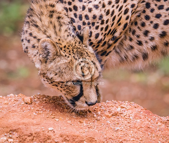 Cheetahs Cheetahs