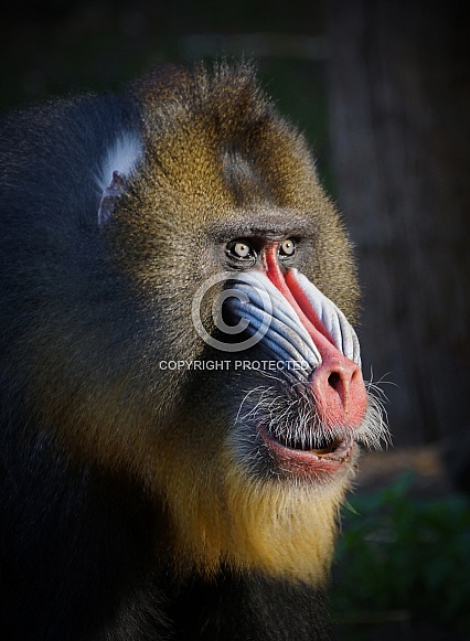 Mandrill Mandrill