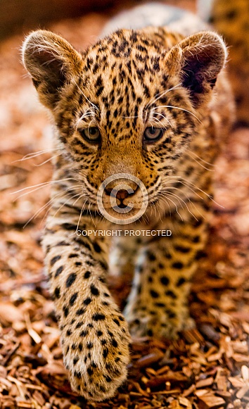 Leopard Cub